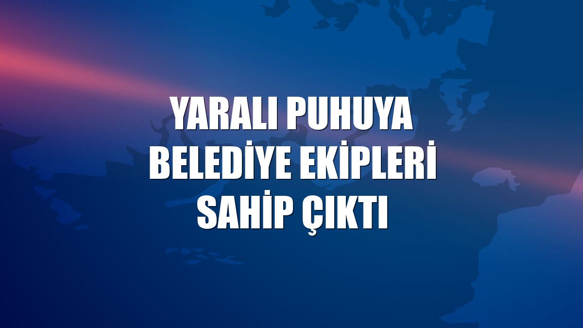 Yaralı Puhuya belediye ekipleri sahip çıktı