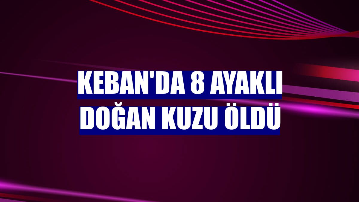 Keban'da 8 ayaklı doğan kuzu öldü