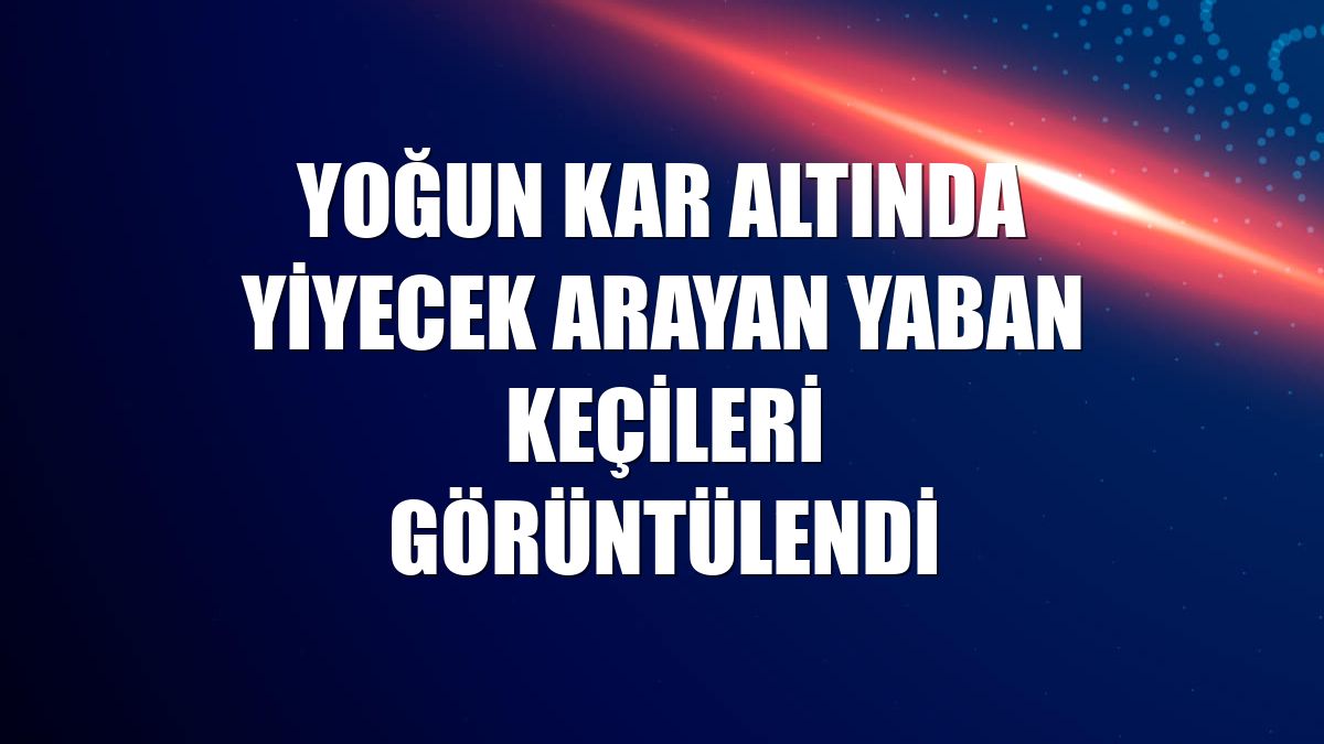 Yoğun kar altında yiyecek arayan yaban keçileri görüntülendi