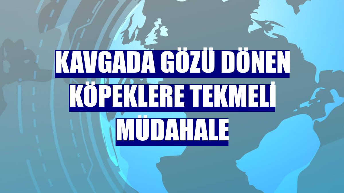 Kavgada gözü dönen köpeklere tekmeli müdahale