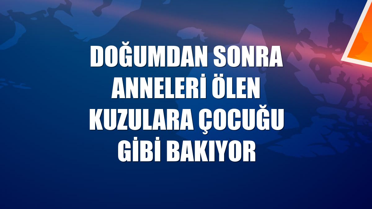 Doğumdan sonra anneleri ölen kuzulara çocuğu gibi bakıyor