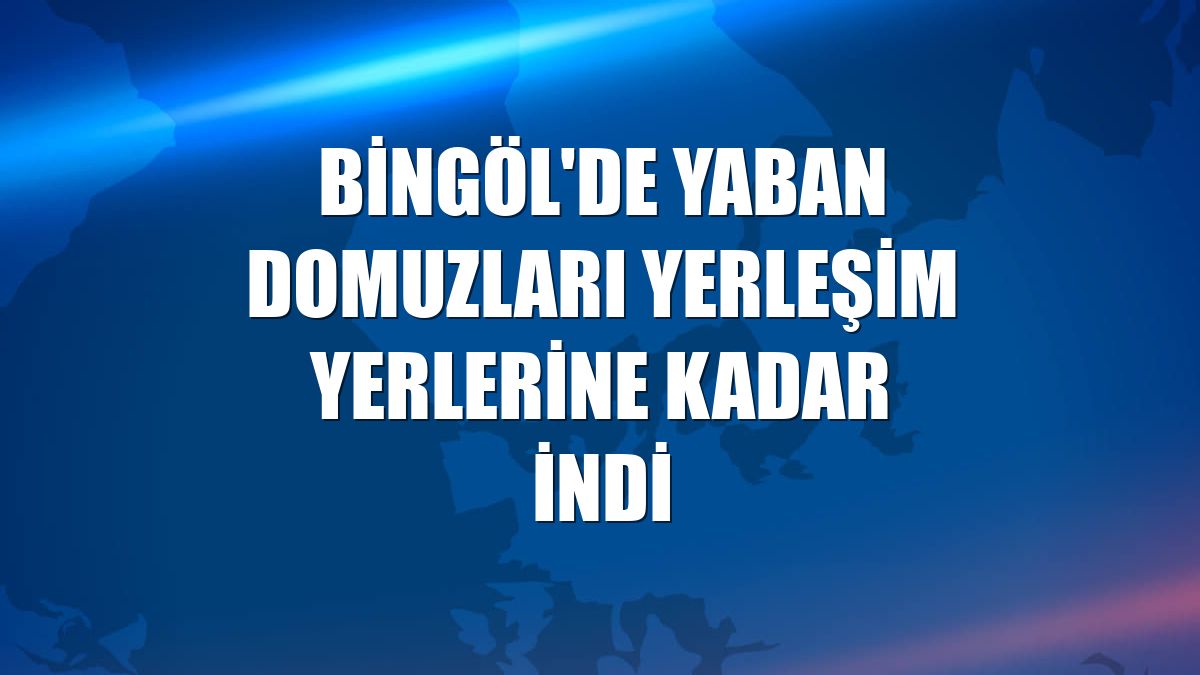 Bingöl'de yaban domuzları yerleşim yerlerine kadar indi