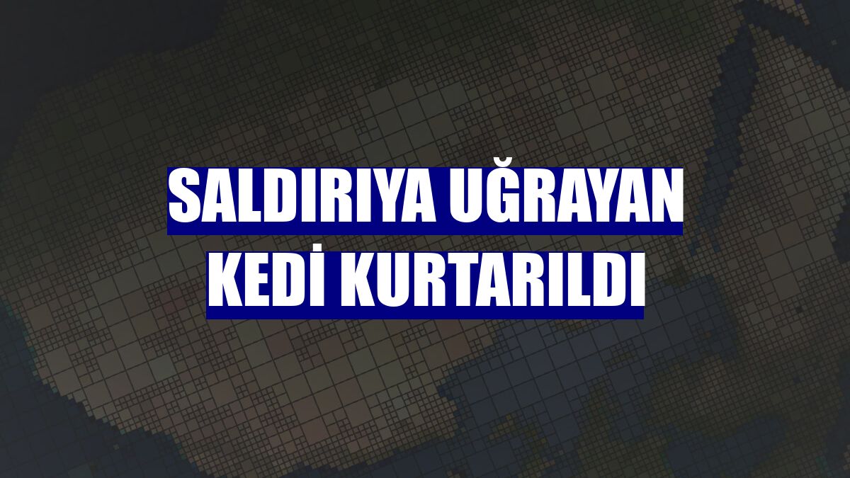 Saldırıya uğrayan kedi kurtarıldı