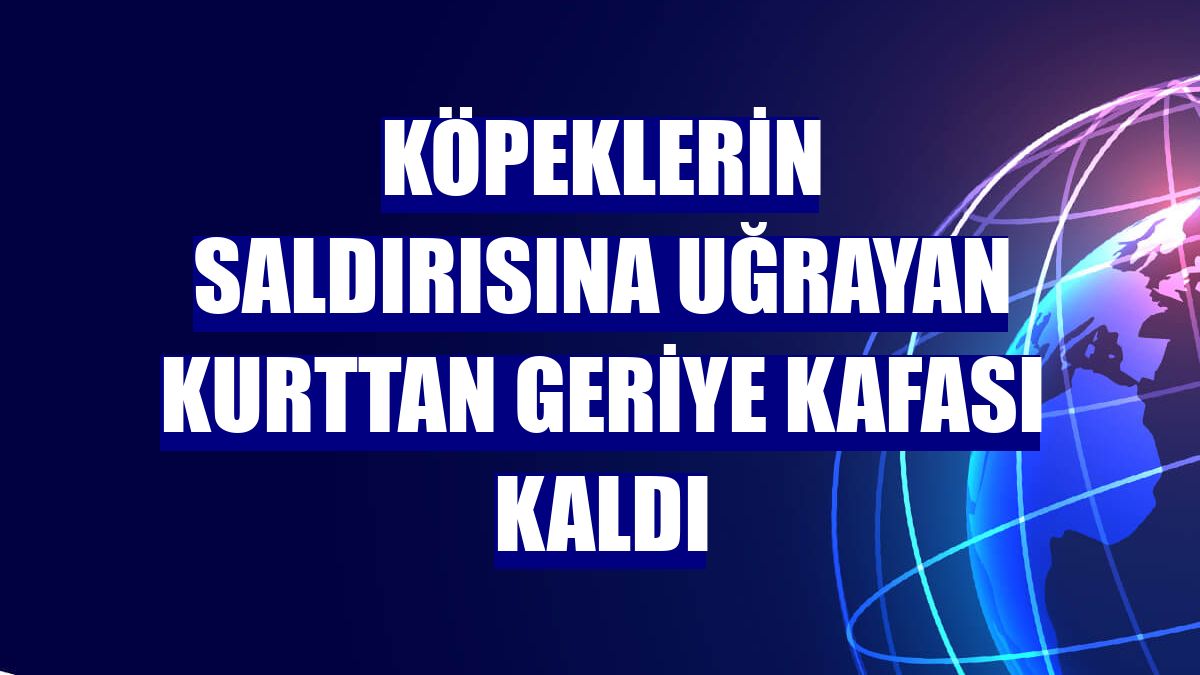 Köpeklerin saldırısına uğrayan kurttan geriye kafası kaldı