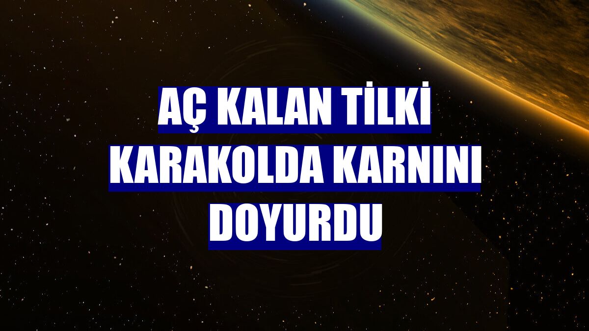 Aç kalan tilki karakolda karnını doyurdu