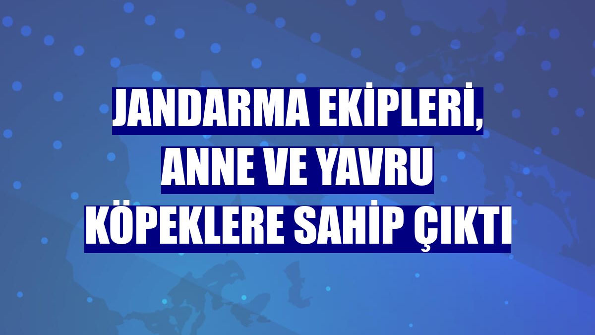 Jandarma ekipleri, anne ve yavru köpeklere sahip çıktı
