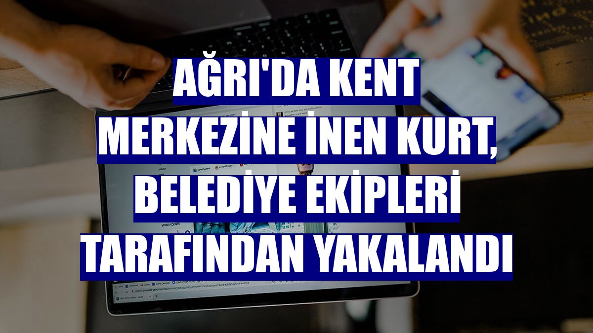 Ağrı'da kent merkezine inen kurt, belediye ekipleri tarafından yakalandı