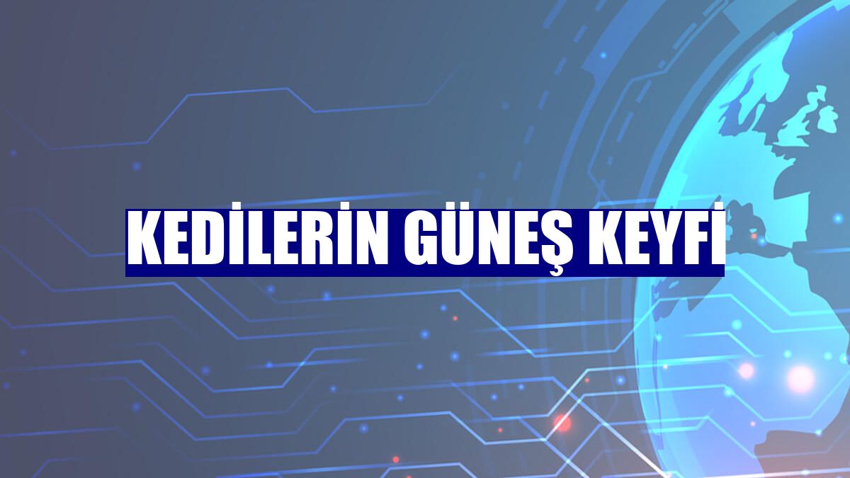 Kedilerin güneş keyfi