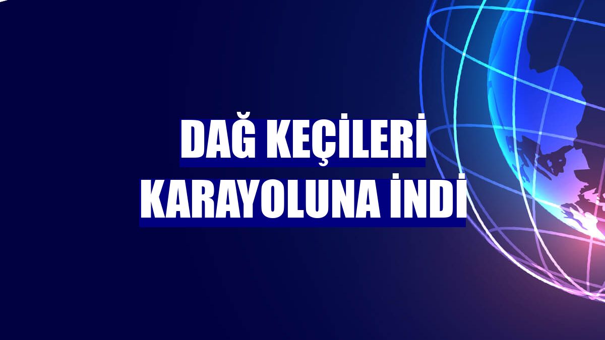 Dağ keçileri karayoluna indi