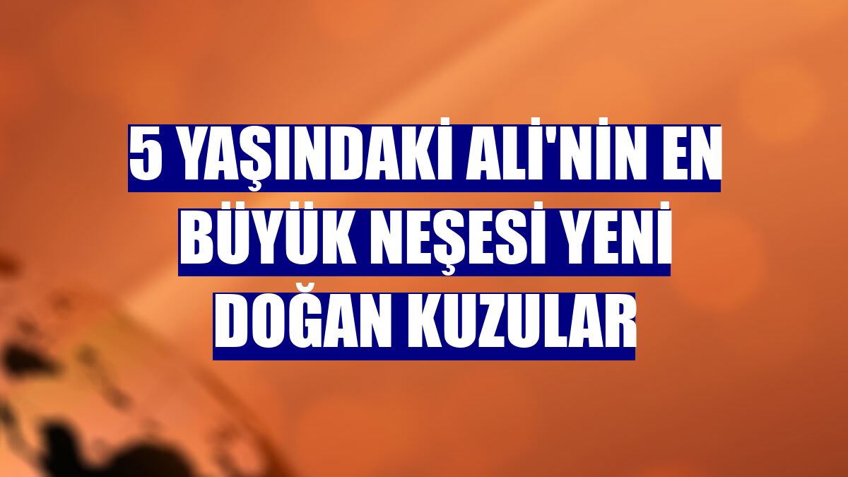 5 Yaşındaki Ali'nin en büyük neşesi yeni doğan kuzular