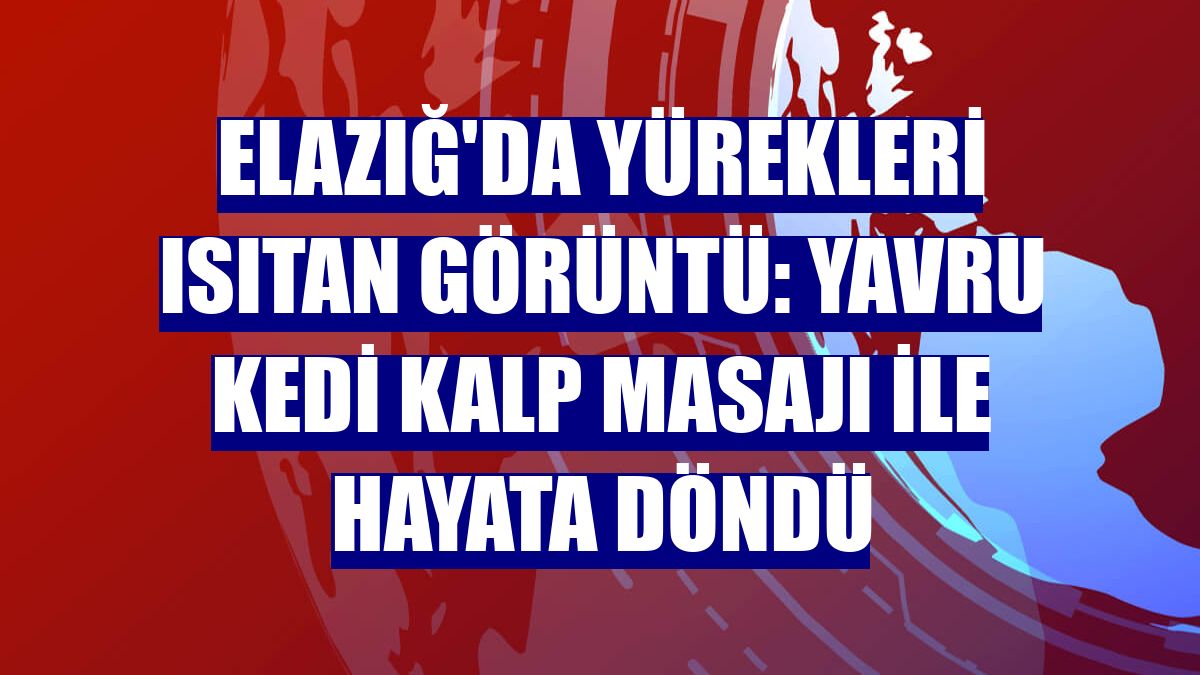 Elazığ'da yürekleri ısıtan görüntü: Yavru kedi kalp masajı ile hayata döndü