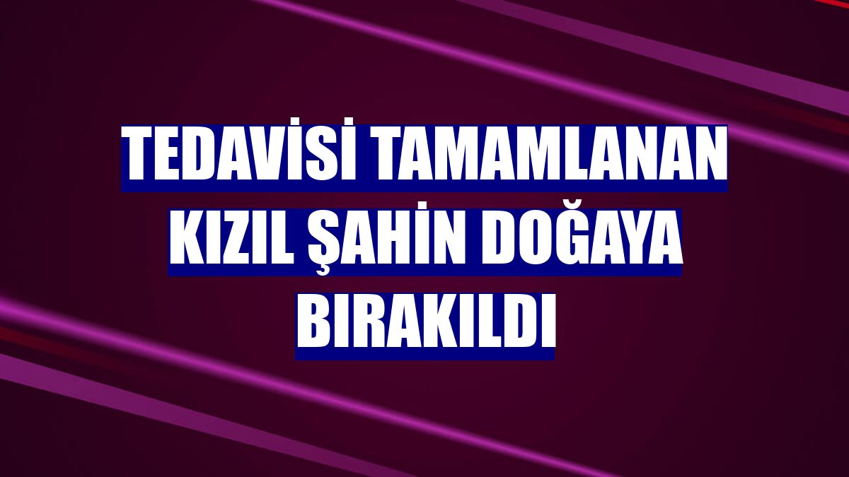 Tedavisi tamamlanan kızıl şahin doğaya bırakıldı