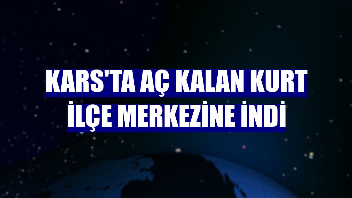 Kars'ta aç kalan kurt ilçe merkezine indi