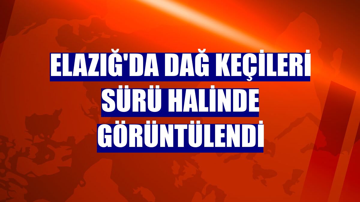 Elazığ'da dağ keçileri sürü halinde görüntülendi
