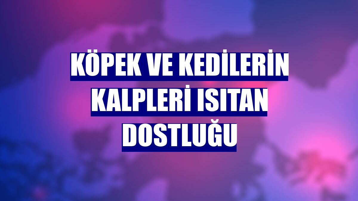 Köpek ve Kedilerin kalpleri ısıtan dostluğu