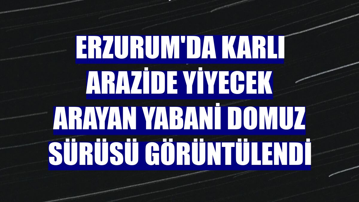 Erzurum'da karlı arazide yiyecek arayan yabani domuz sürüsü görüntülendi
