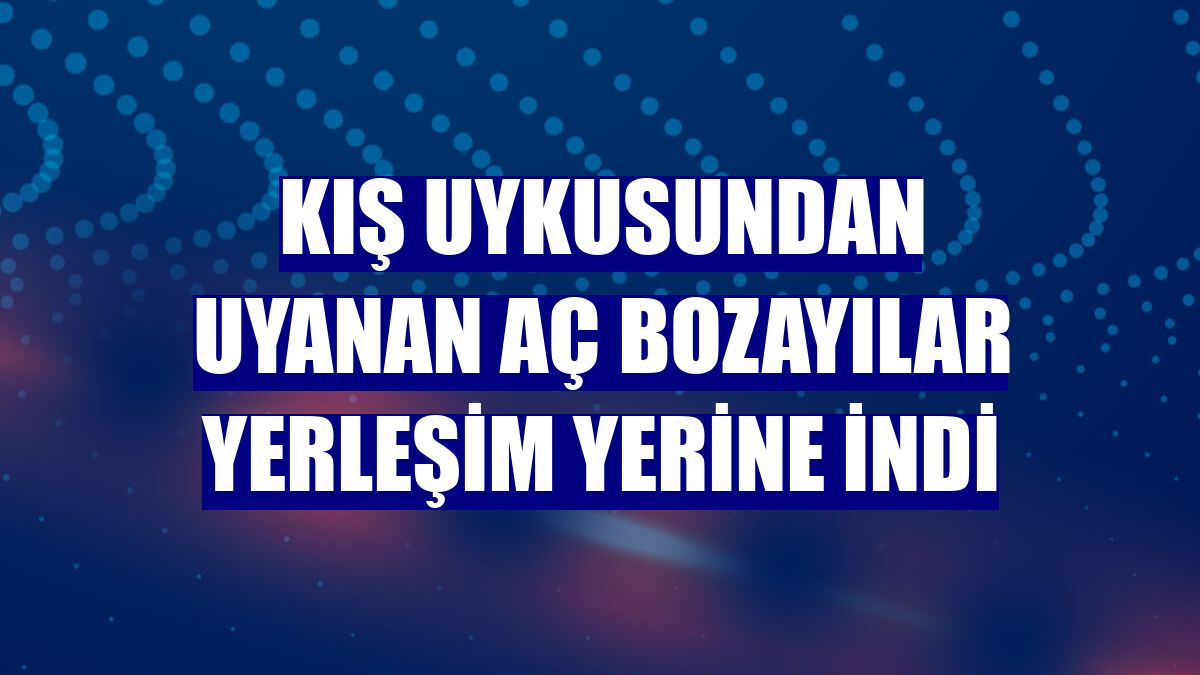 Kış uykusundan uyanan aç bozayılar yerleşim yerine indi