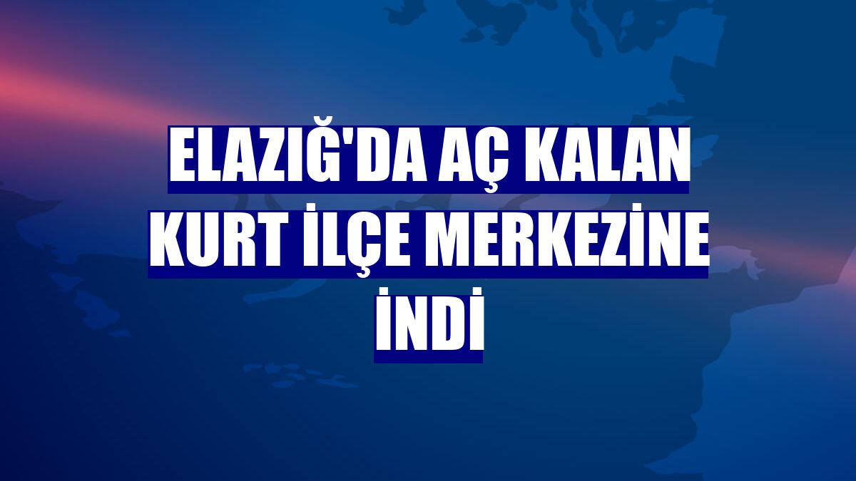 Elazığ'da aç kalan kurt ilçe merkezine indi