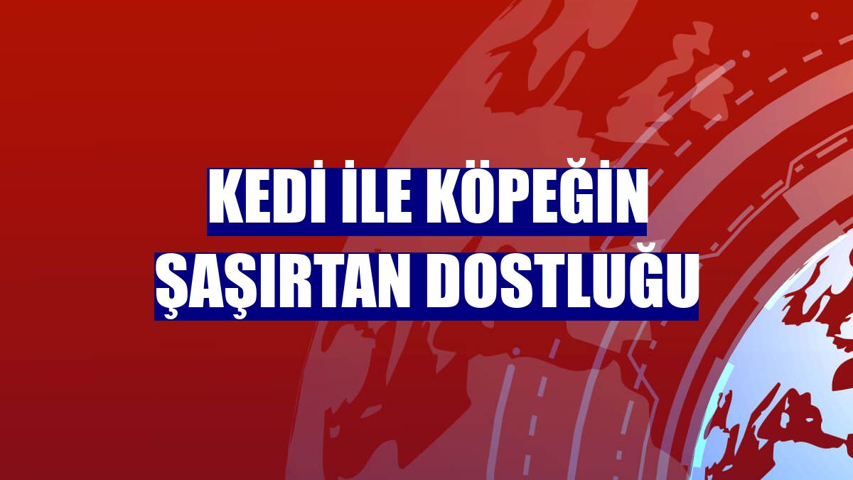 Kedi ile köpeğin şaşırtan dostluğu