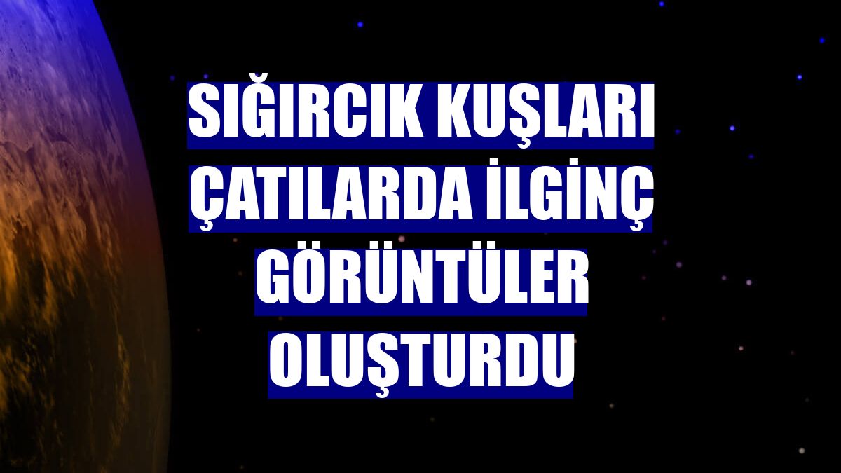 Sığırcık kuşları çatılarda ilginç görüntüler oluşturdu