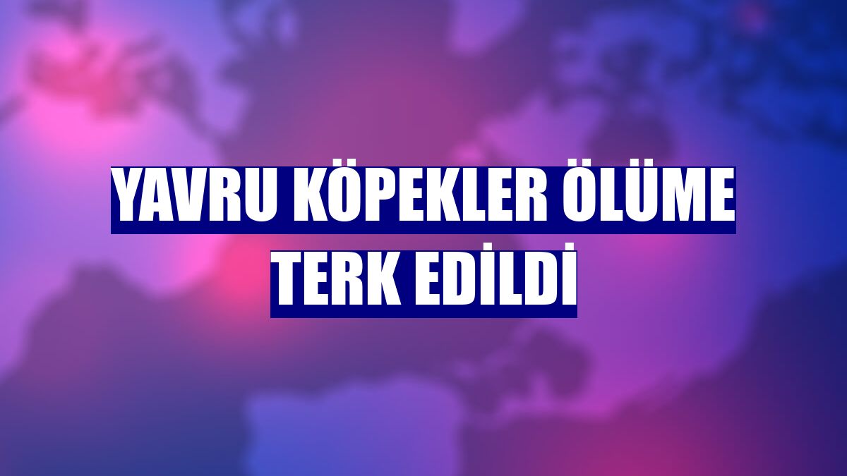 Yavru köpekler ölüme terk edildi
