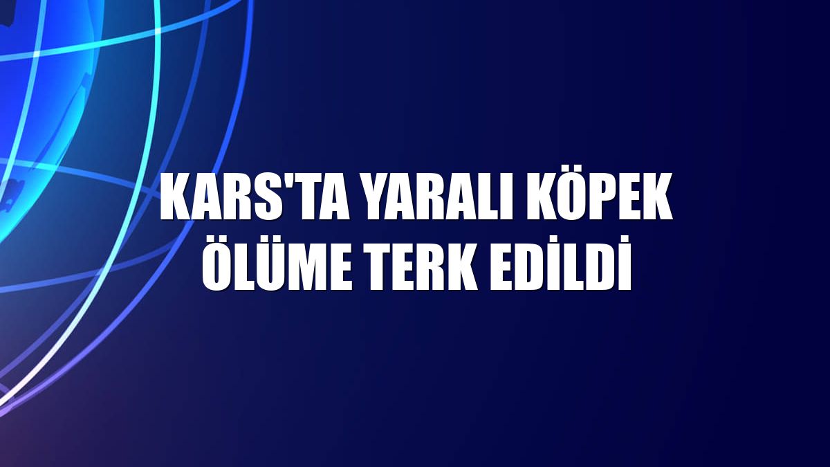 Kars'ta yaralı köpek ölüme terk edildi