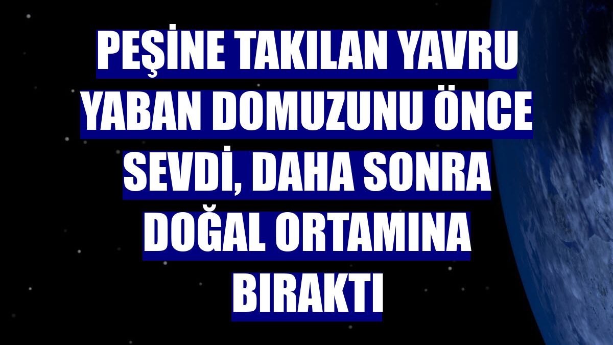 Peşine takılan yavru yaban domuzunu önce sevdi, daha sonra doğal ortamına bıraktı