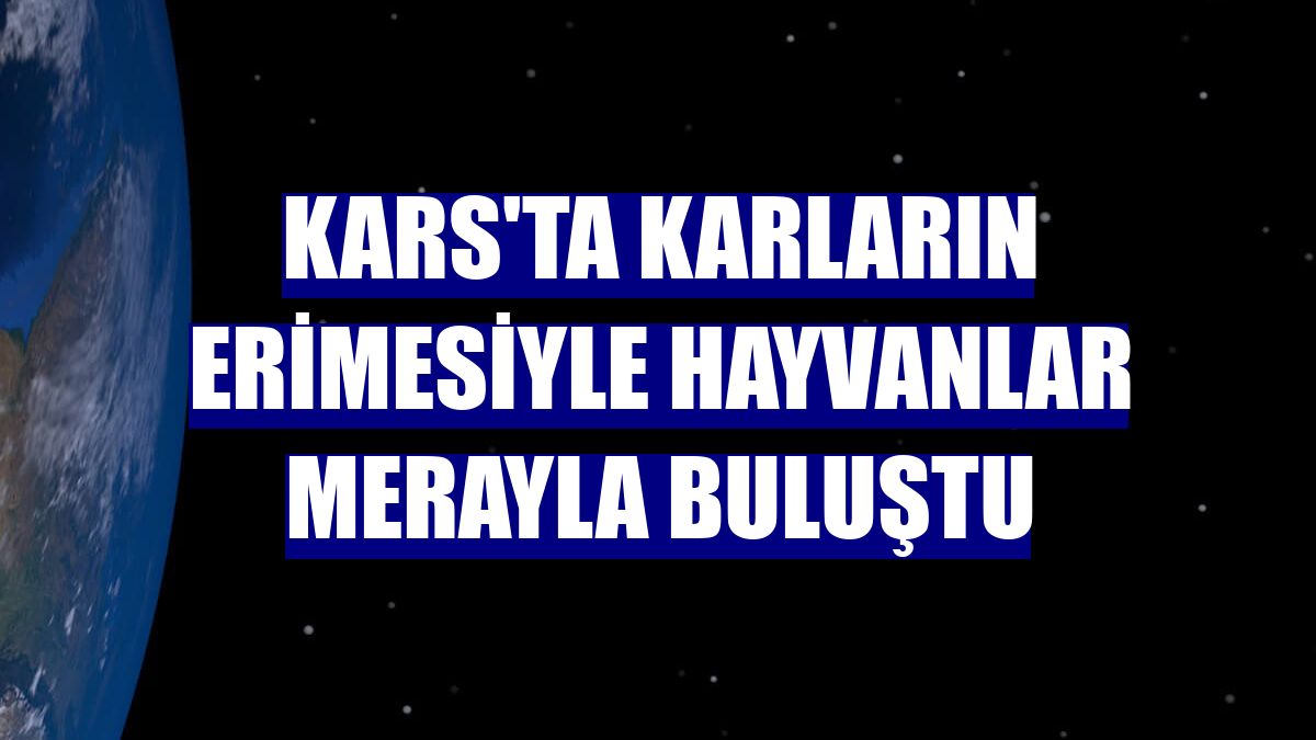 Kars'ta karların erimesiyle hayvanlar merayla buluştu