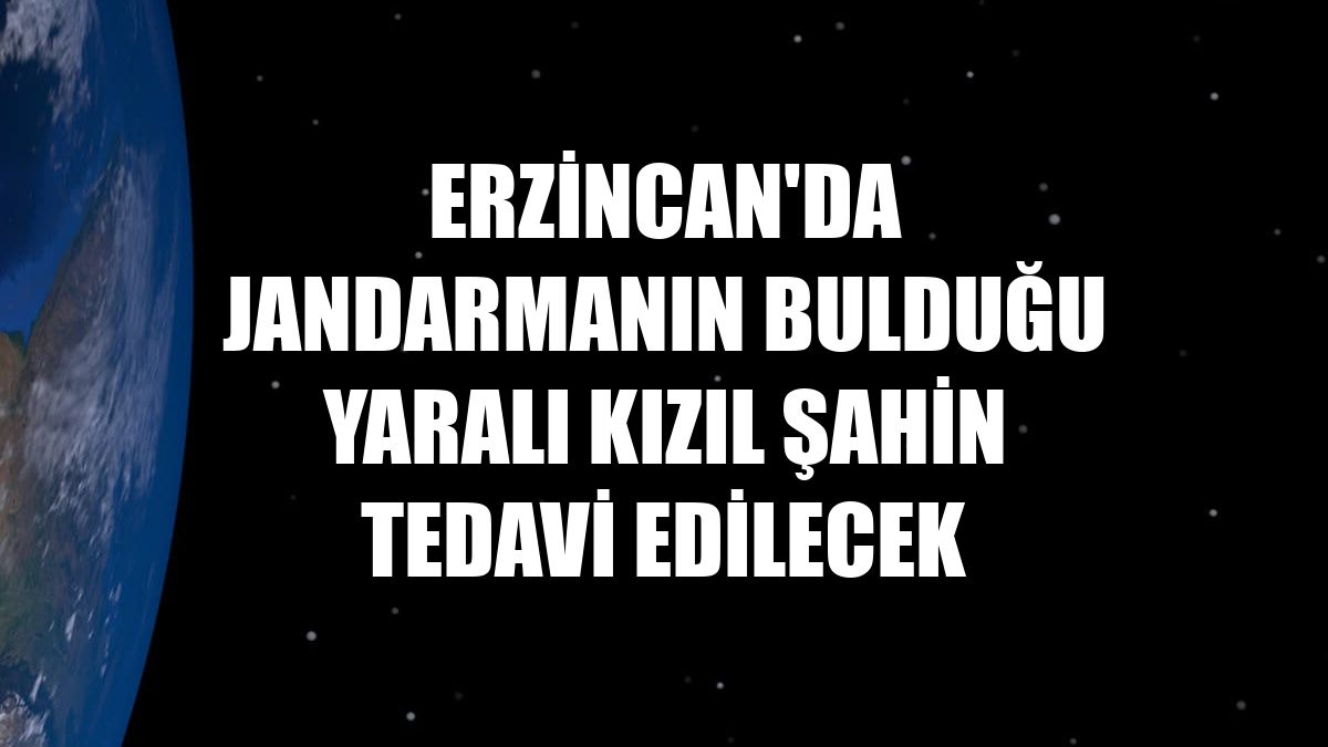 Erzincan'da jandarmanın bulduğu yaralı kızıl şahin tedavi edilecek