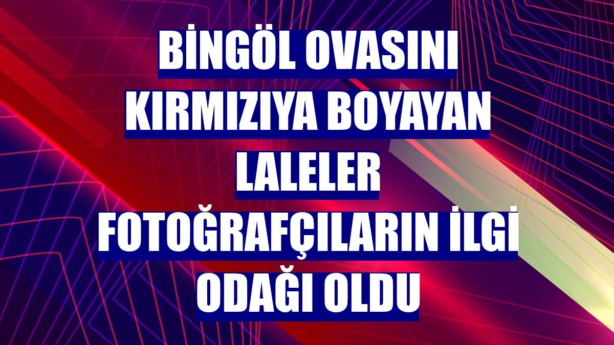 Bingöl ovasını kırmızıya boyayan laleler fotoğrafçıların ilgi odağı oldu