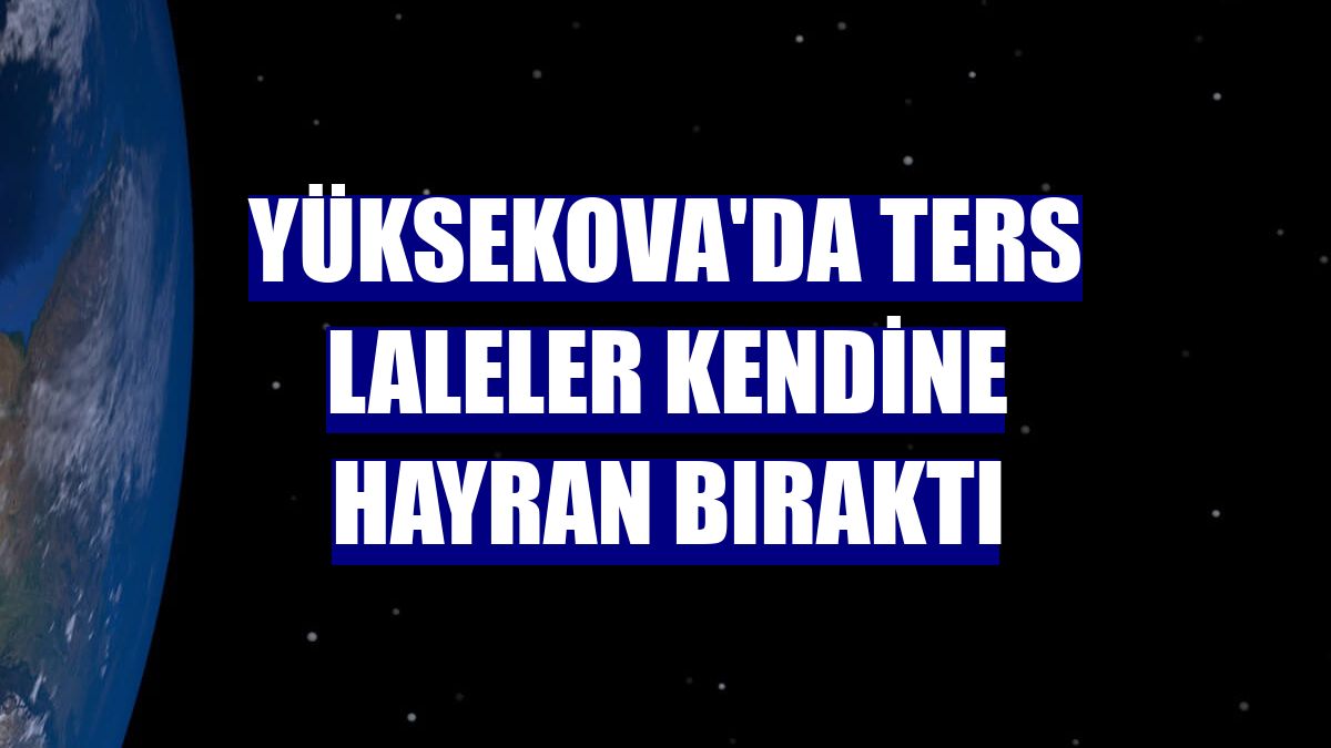 Yüksekova'da ters laleler kendine hayran bıraktı
