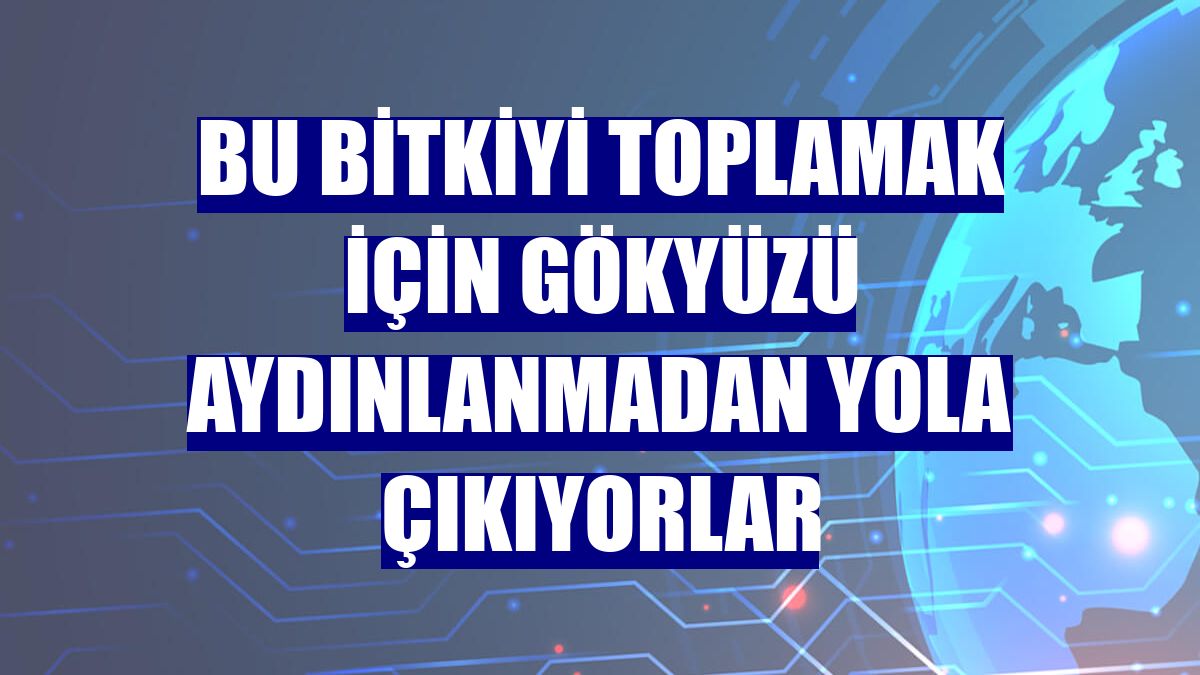 Bu bitkiyi toplamak için gökyüzü aydınlanmadan yola çıkıyorlar