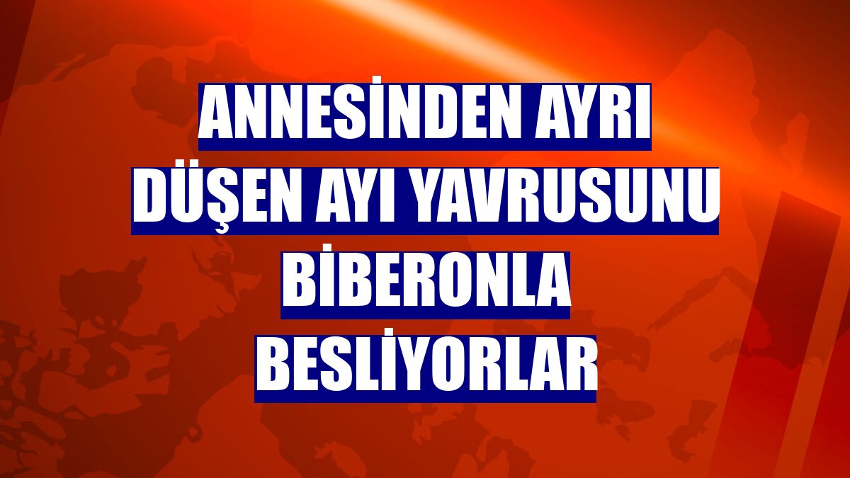 Annesinden ayrı düşen ayı yavrusunu biberonla besliyorlar