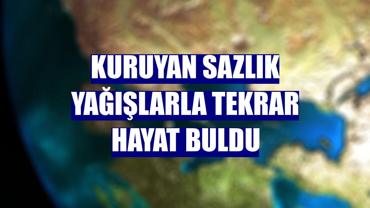 Kuruyan sazlık yağışlarla tekrar hayat buldu