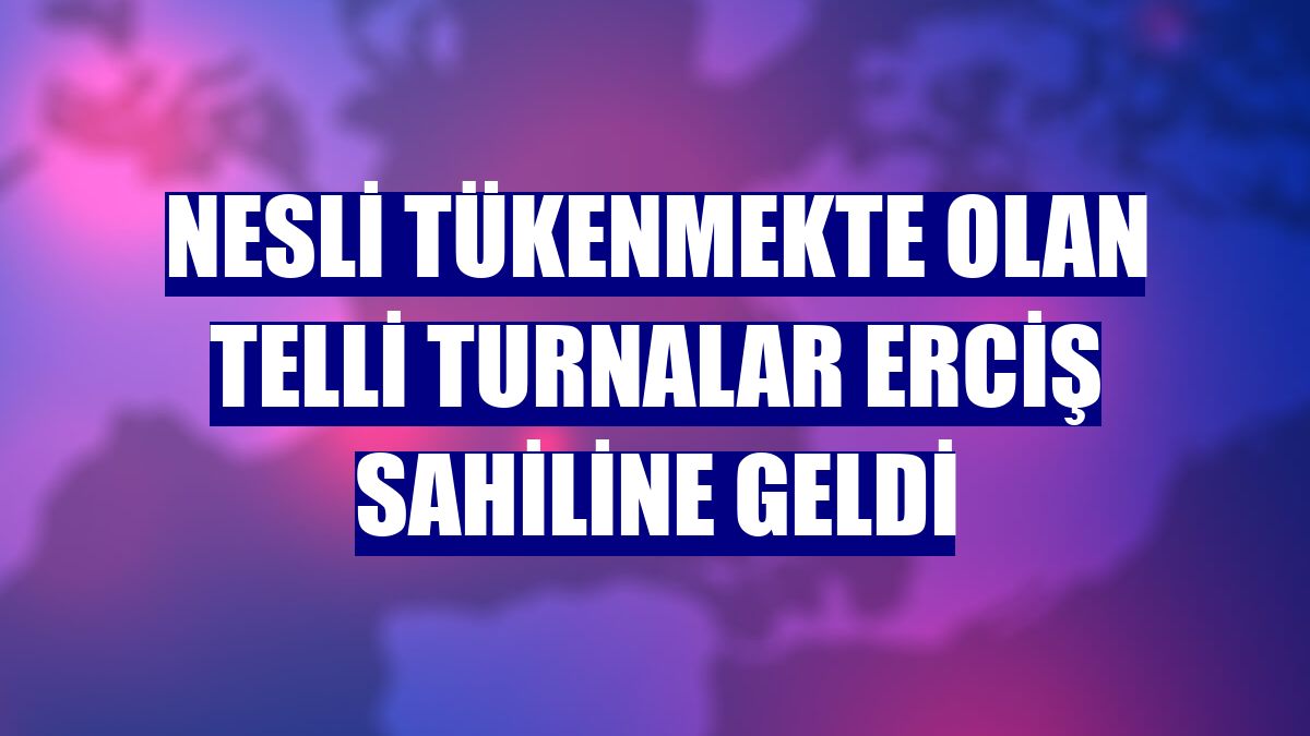 Nesli tükenmekte olan telli turnalar Erciş sahiline geldi