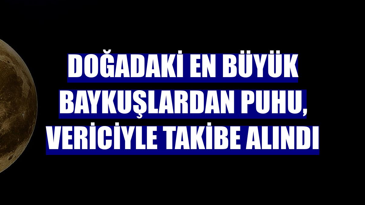 Doğadaki en büyük baykuşlardan puhu, vericiyle takibe alındı