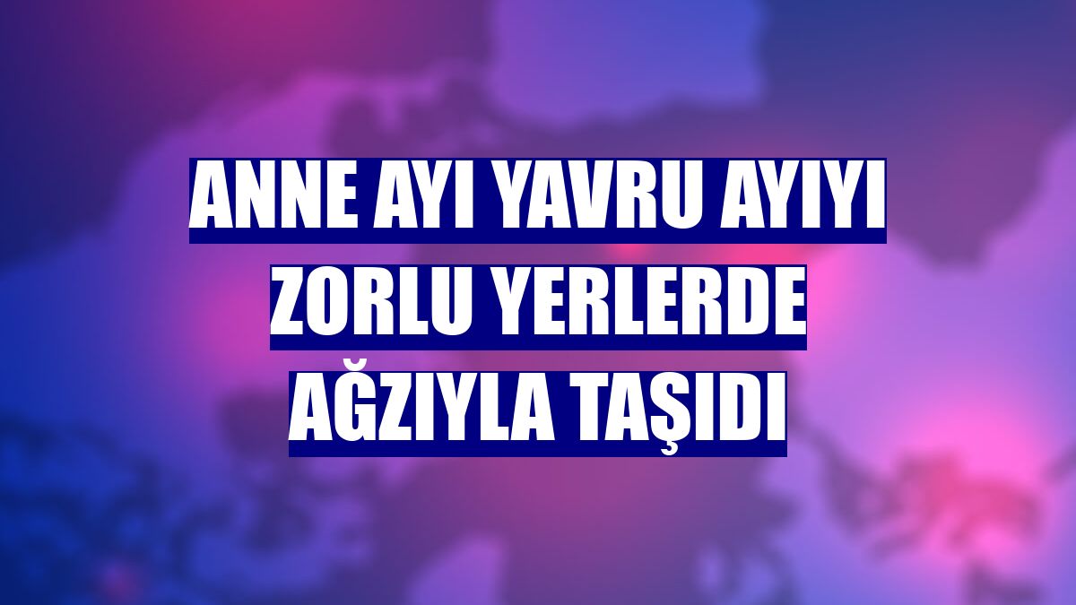 Anne ayı yavru ayıyı zorlu yerlerde ağzıyla taşıdı