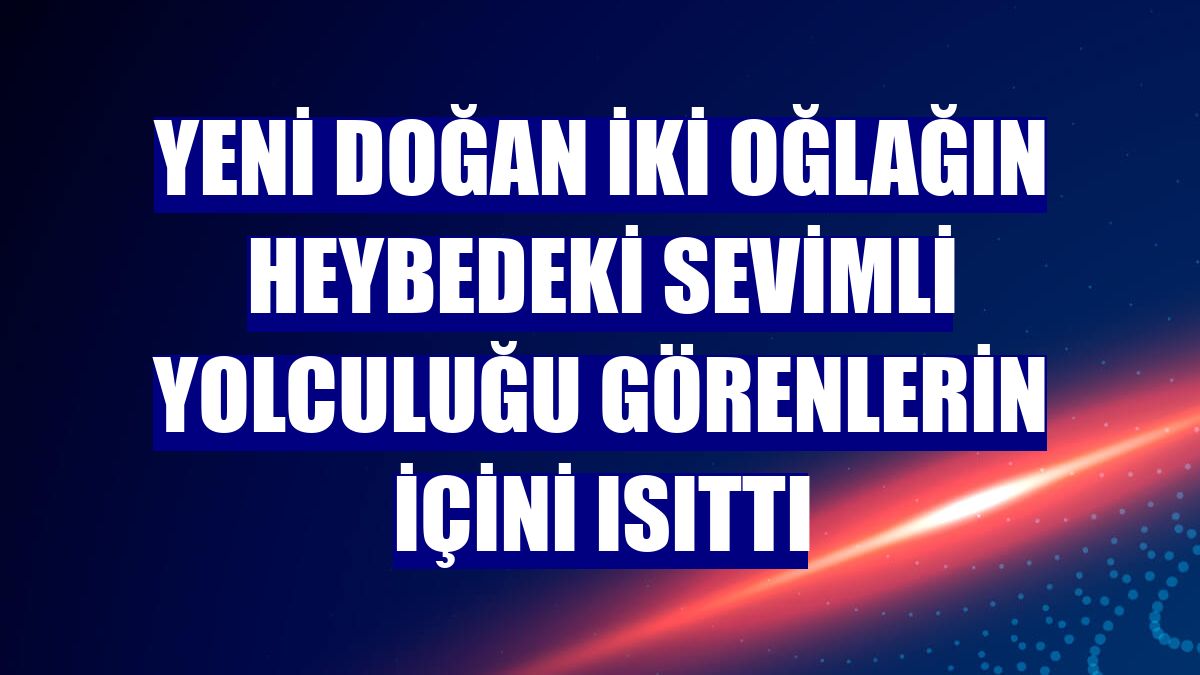 Yeni doğan iki oğlağın heybedeki sevimli yolculuğu görenlerin içini ısıttı