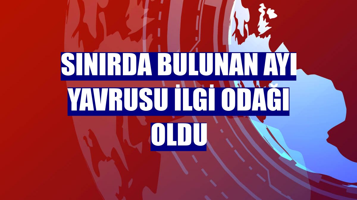 Sınırda bulunan ayı yavrusu ilgi odağı oldu