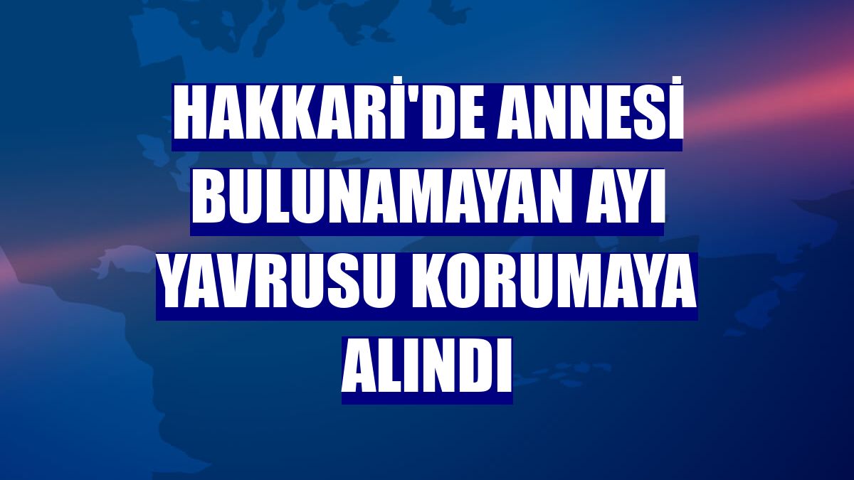 Hakkari'de annesi bulunamayan ayı yavrusu korumaya alındı