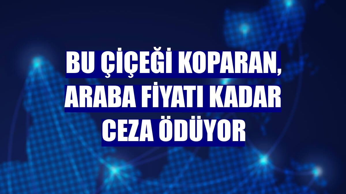 Bu çiçeği koparan, araba fiyatı kadar ceza ödüyor