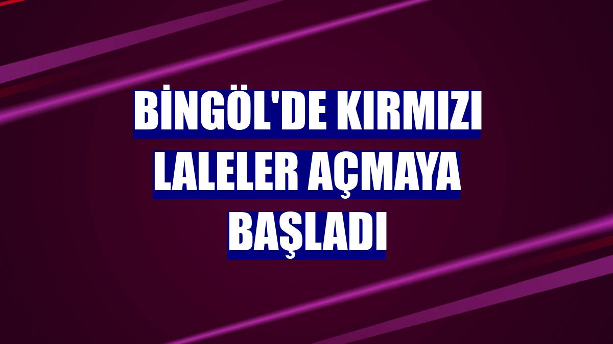 Bingöl'de kırmızı laleler açmaya başladı