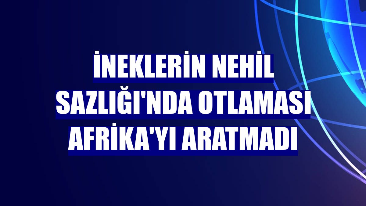 İneklerin Nehil Sazlığı'nda otlaması Afrika'yı aratmadı