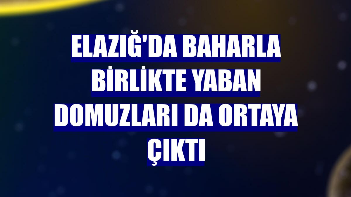Elazığ'da baharla birlikte yaban domuzları da ortaya çıktı