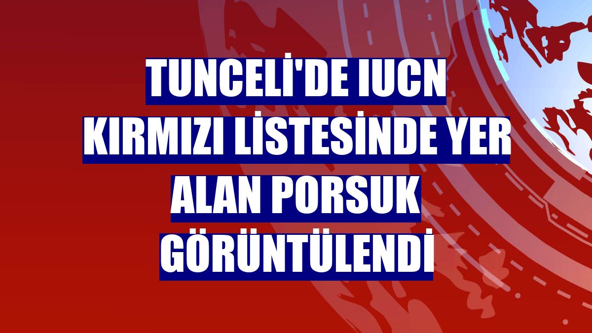 Tunceli'de IUCN kırmızı listesinde yer alan porsuk görüntülendi