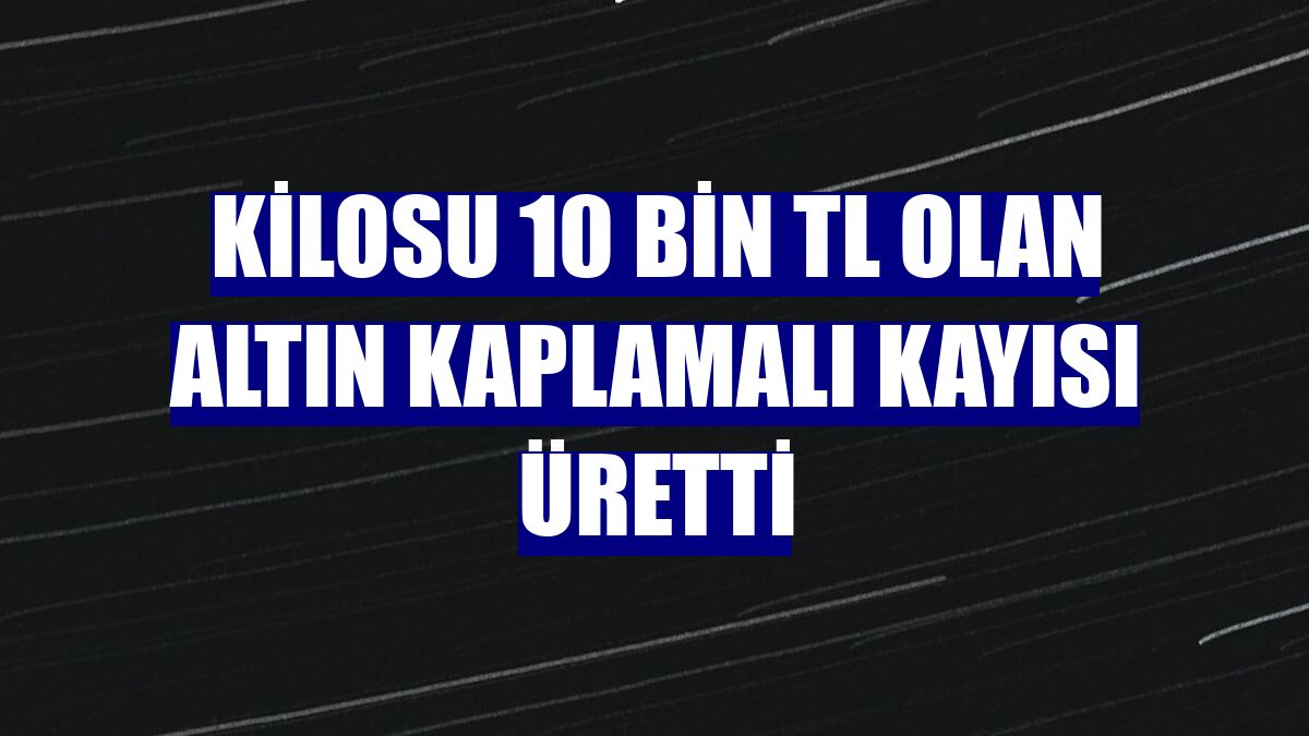 Kilosu 10 bin TL olan altın kaplamalı kayısı üretti