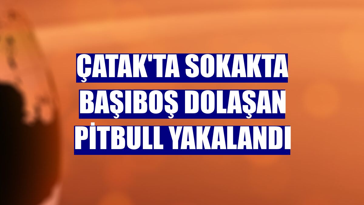 Çatak'ta sokakta başıboş dolaşan pitbull yakalandı