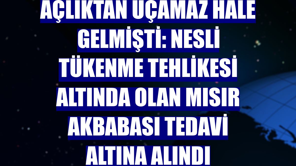 Açlıktan uçamaz hale gelmişti: Nesli tükenme tehlikesi altında olan Mısır akbabası tedavi altına alındı