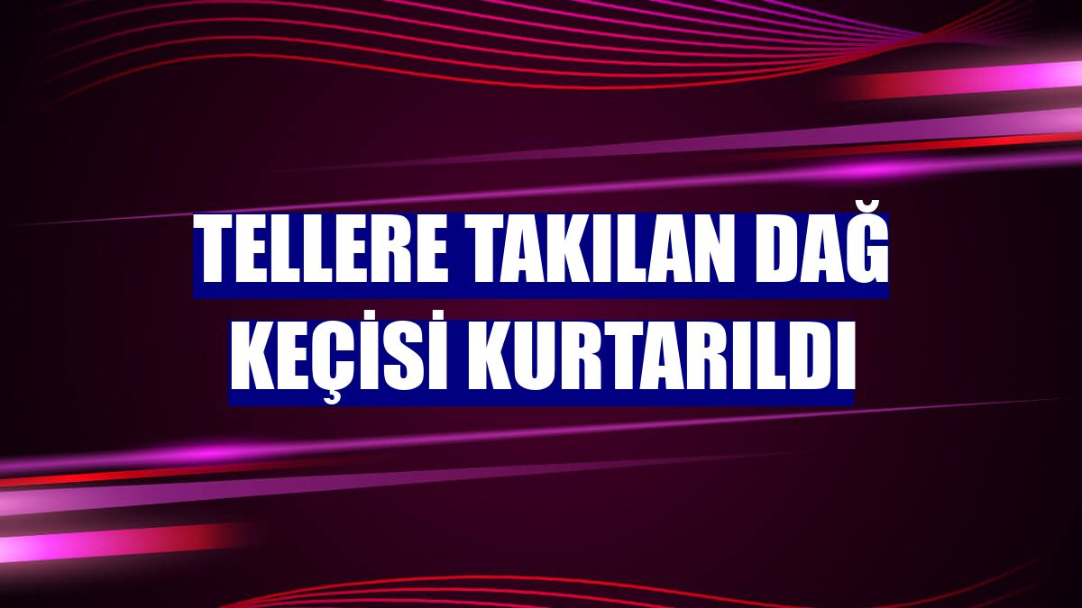 Tellere takılan dağ keçisi kurtarıldı