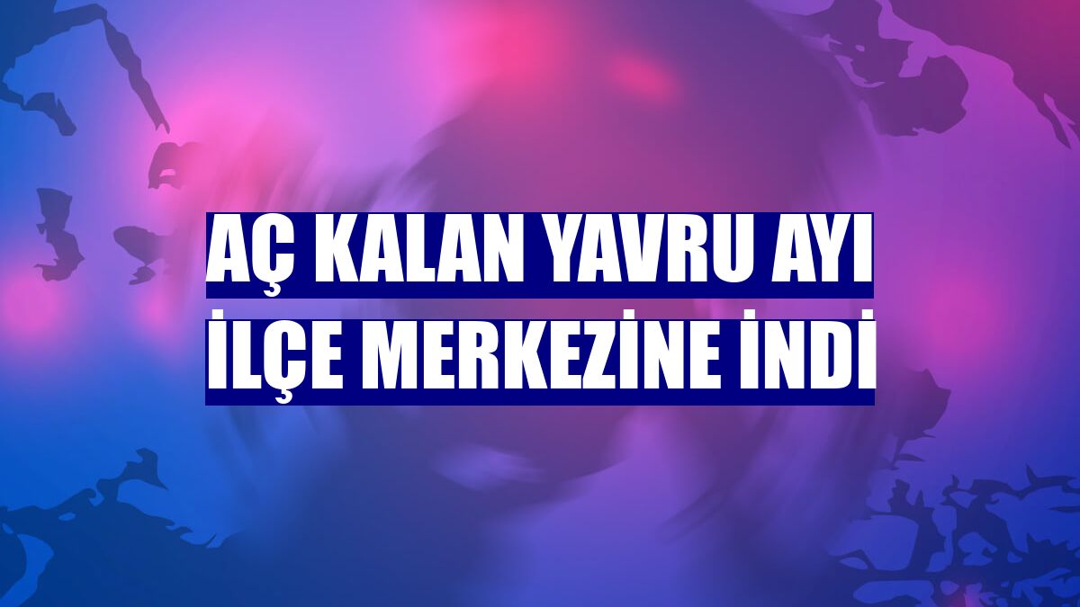 Aç kalan yavru ayı ilçe merkezine indi